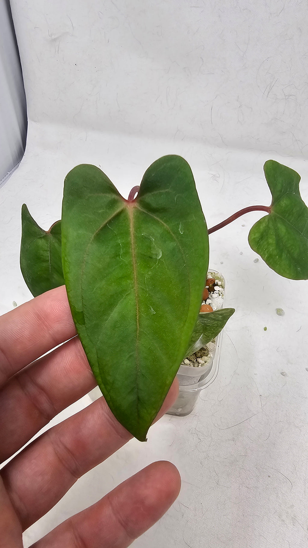Anthurium Fort Sherman x RVDP