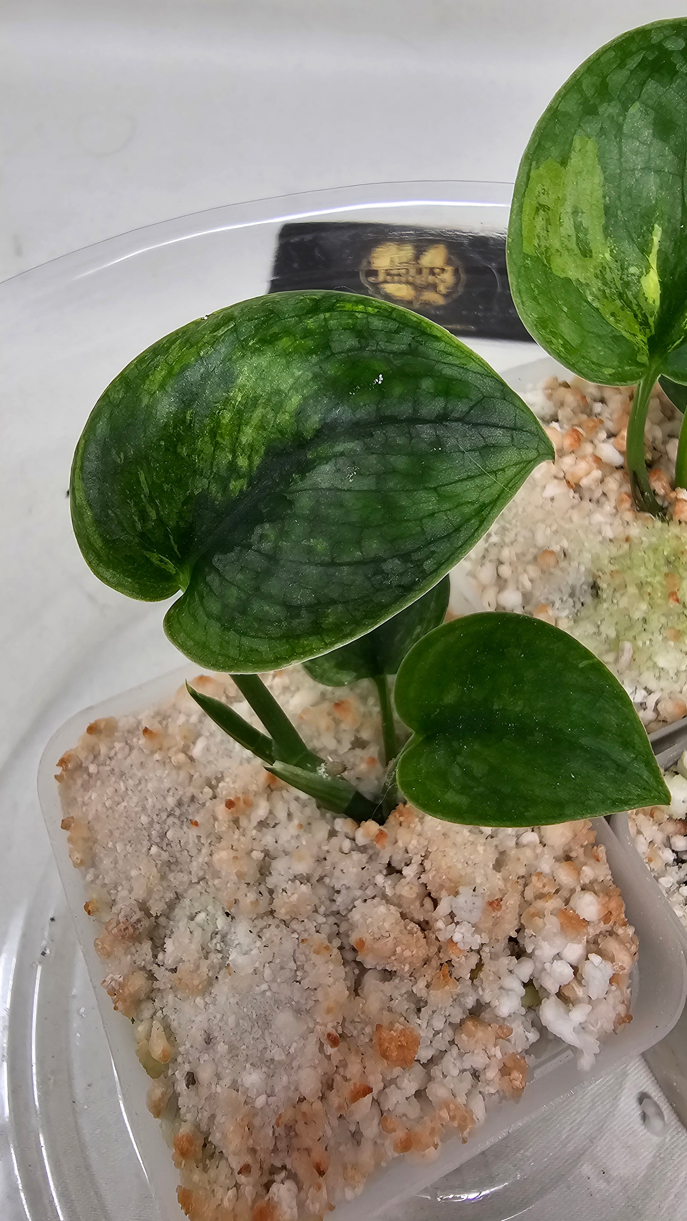 Scindapsus Halimoon