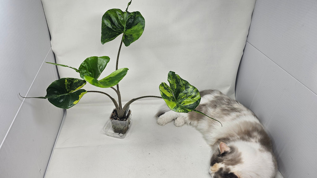Alocasia Stingray Aurea