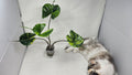 Alocasia Stingray Aurea