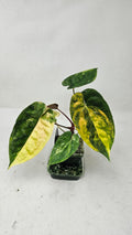 Anthurium Papillilaminum x (FSRL JV x BVEP Tezula)
