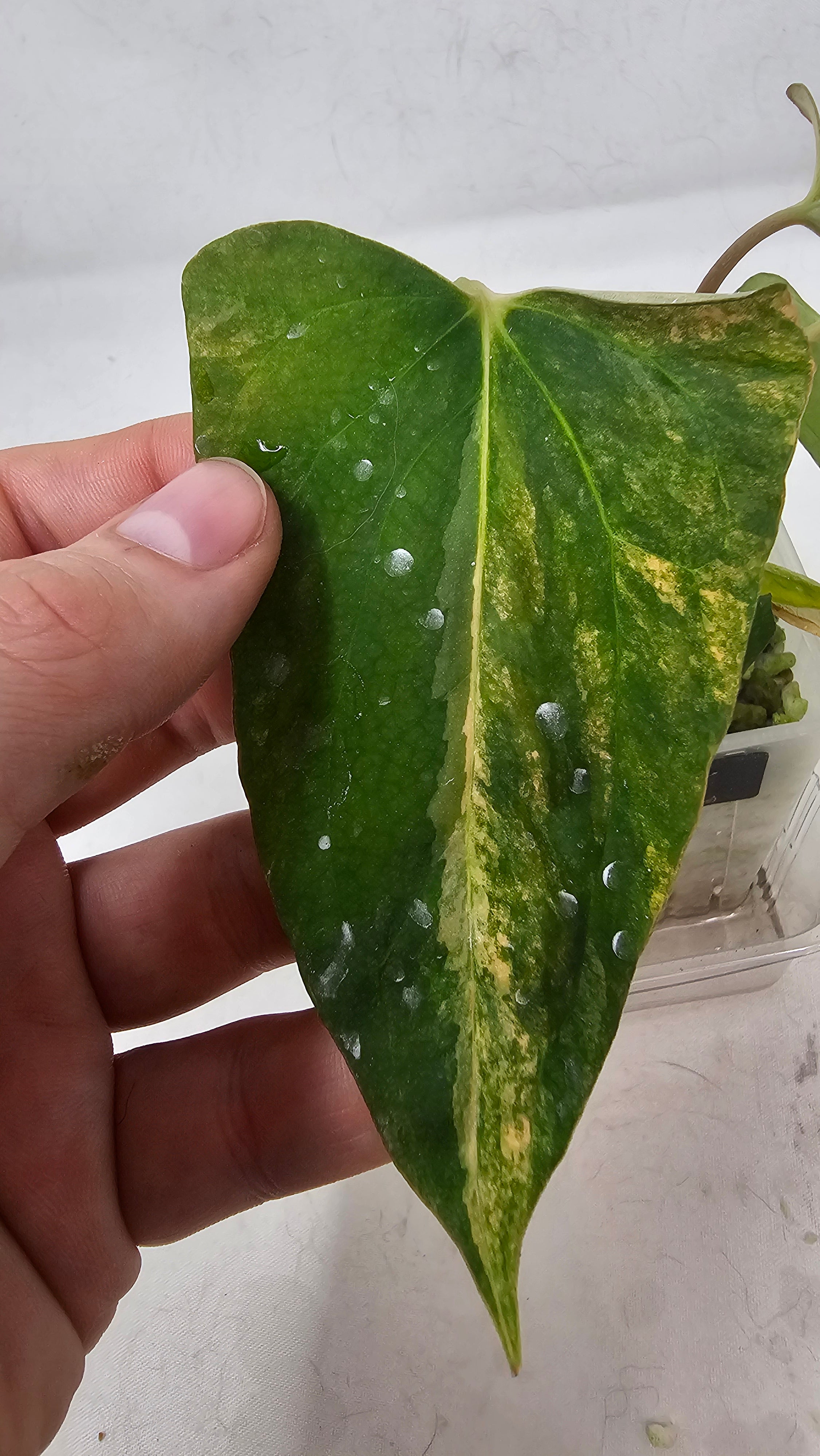 Anthurium Papillilaminum x (sp. Nov DF x RL)