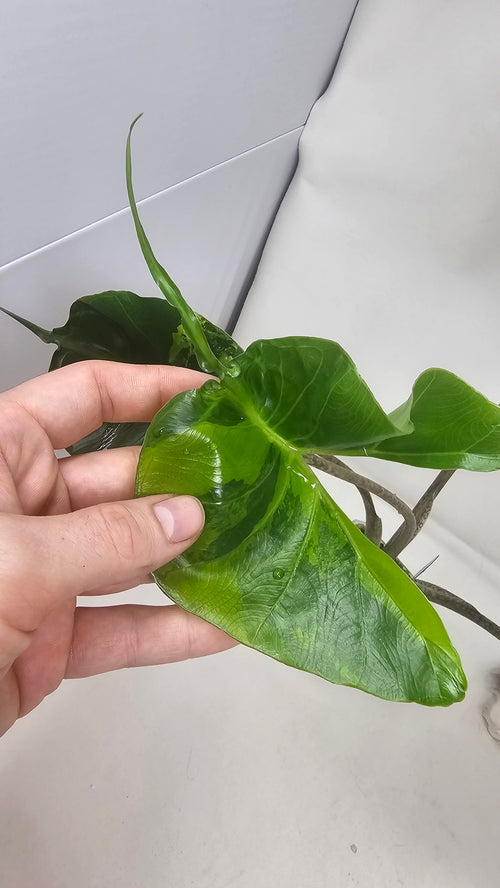 Alocasia Stingray Aurea