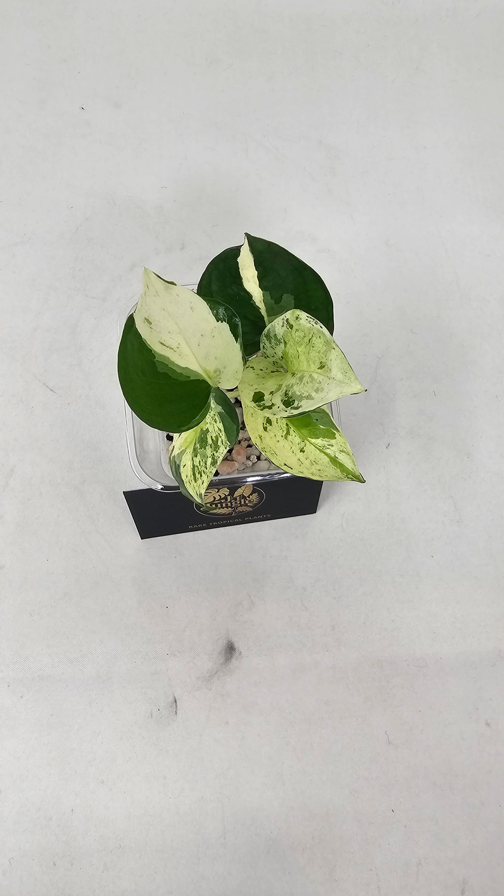 Japanese Global Pothos