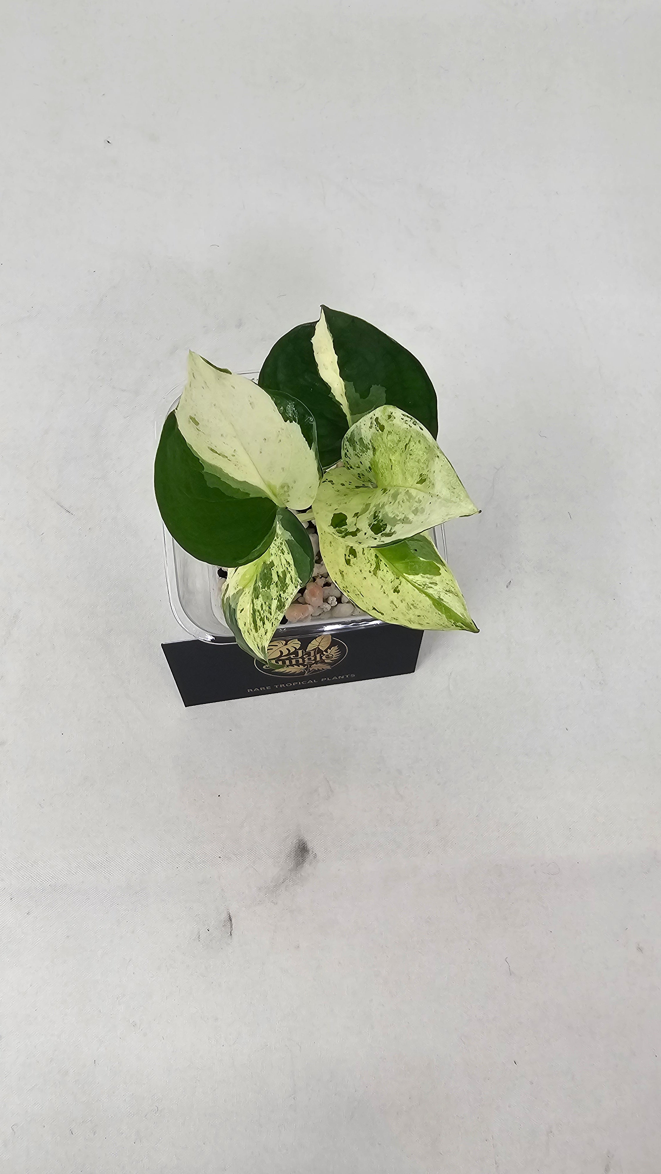 Japanese Global Pothos