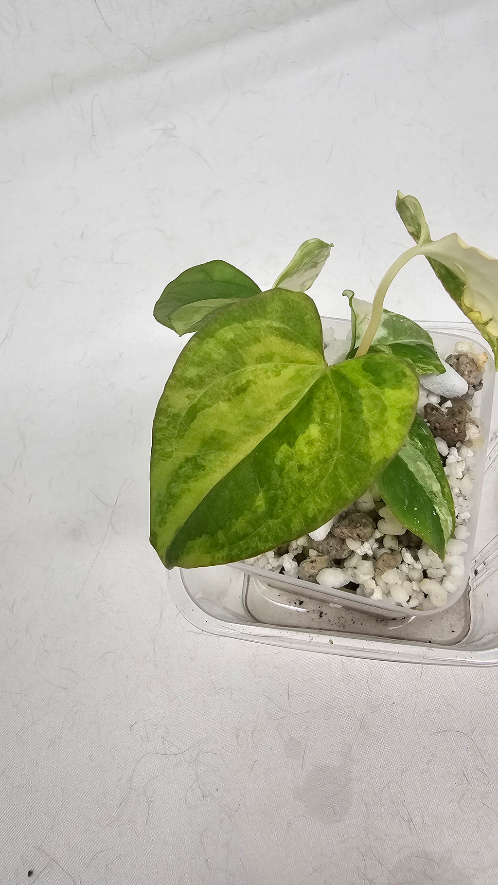 Anthurium Papillilaminum x (RL x RVDP)