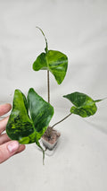 Alocaisa Stingray Aurea