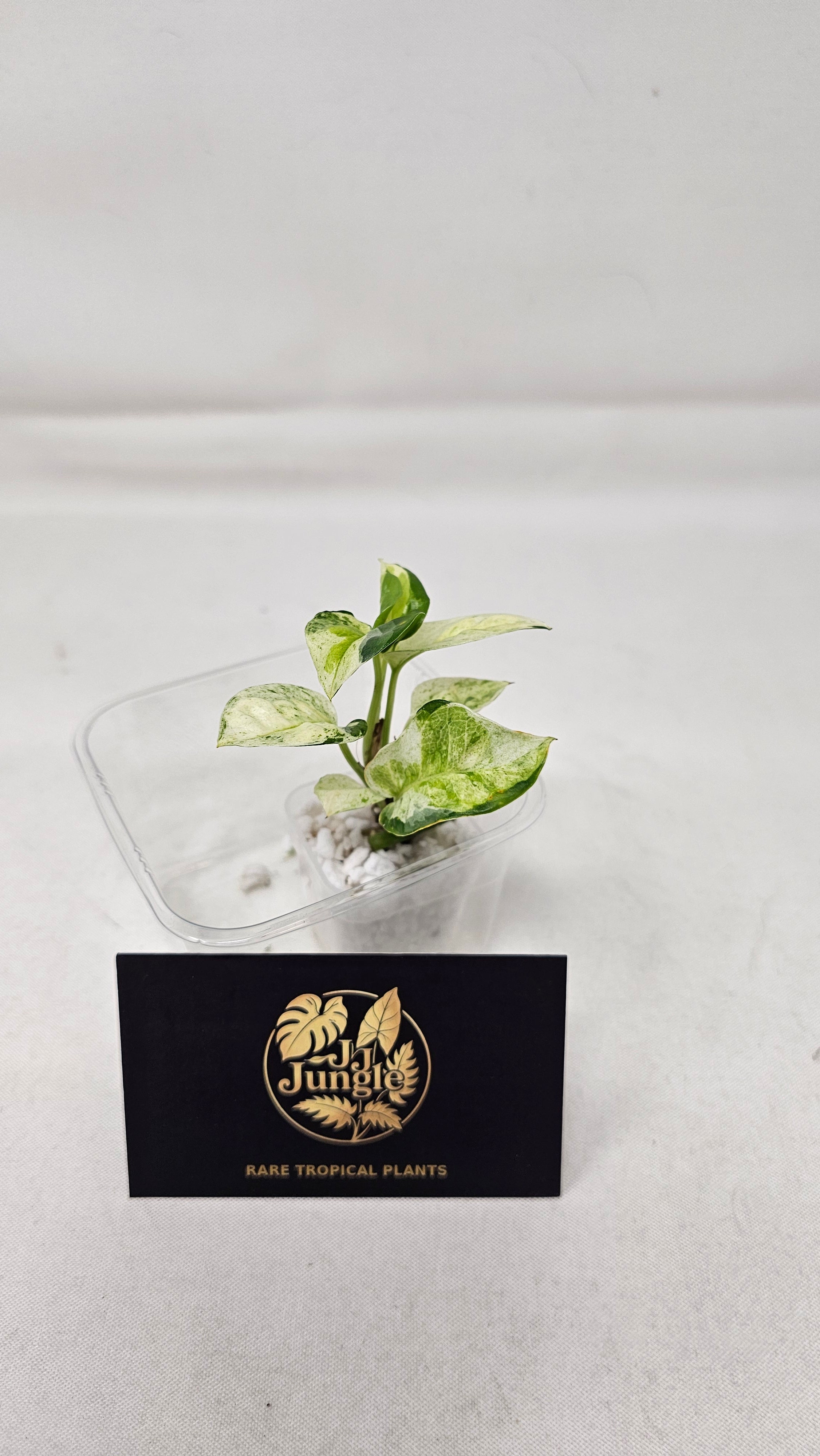 Japanese Global Pothos