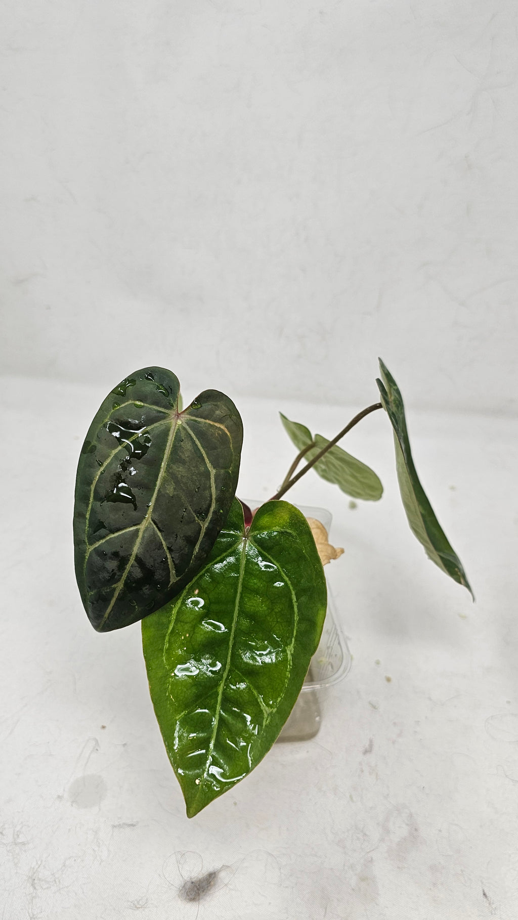 Anthurium Forgetti x Blackwidow Variegated (Low Var)