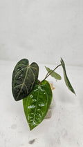 Anthurium Forgetti x Blackwidow Variegated (Low Var)