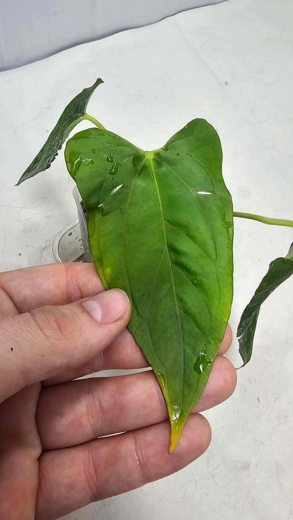 Anthurium (Portilae NSE x FS) x RL
