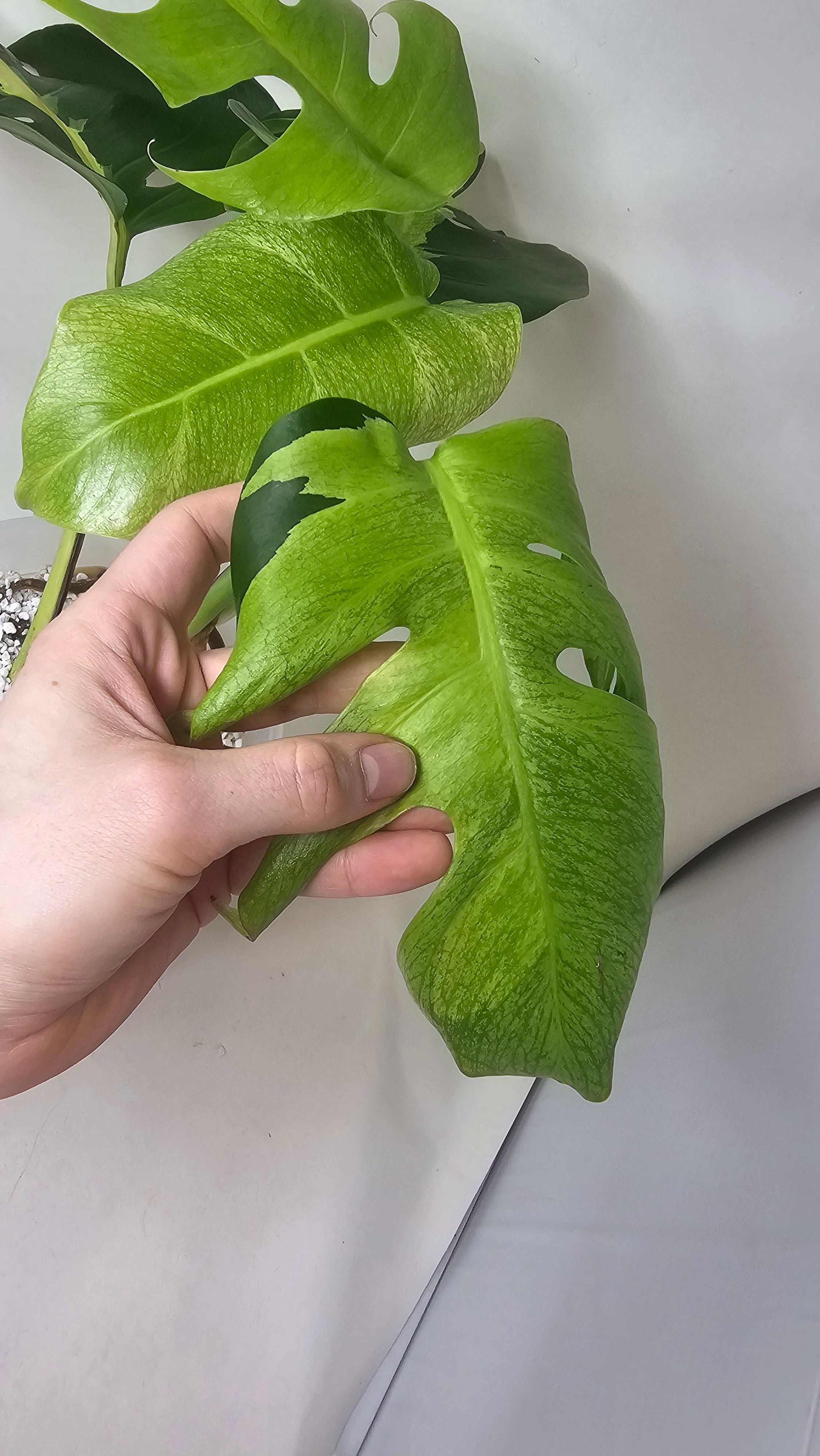 Monstera White Lava