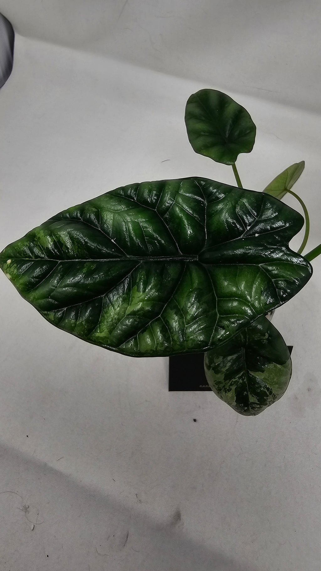 Alocasia Sinuata Albo/Mint