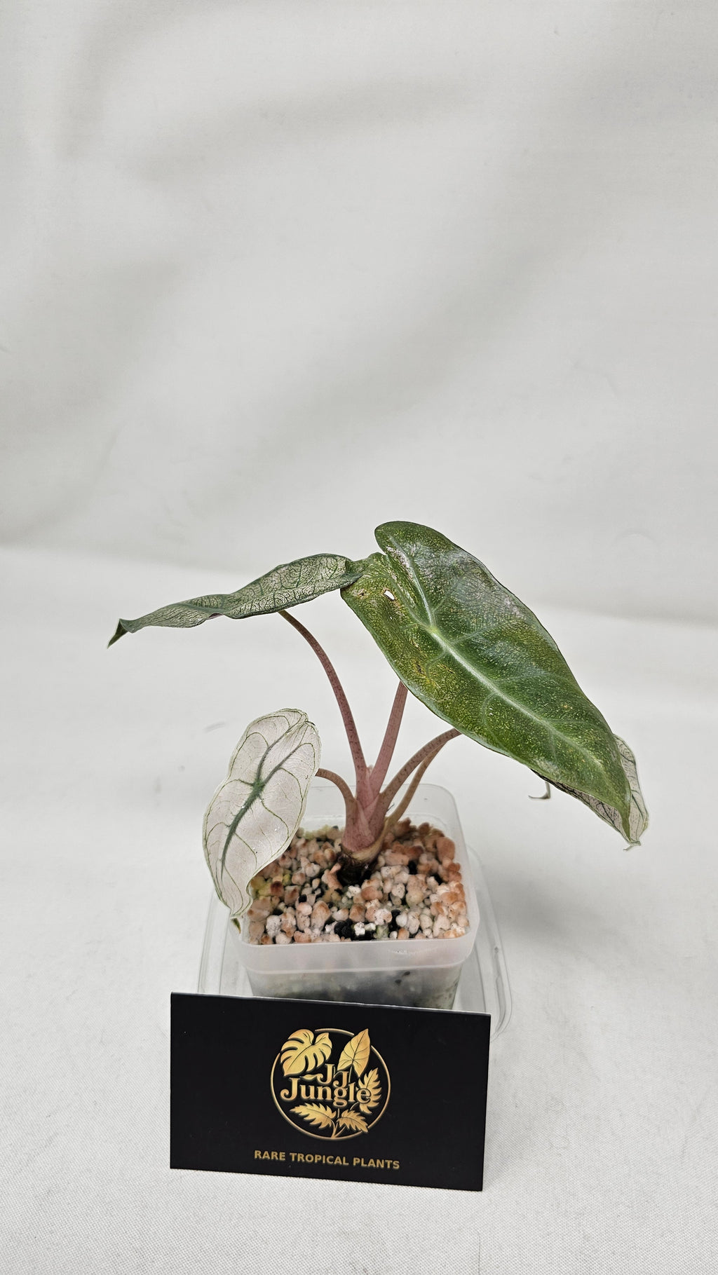 Alocasia Pink Dragon Stardust