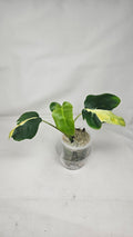 Monstera White Lava