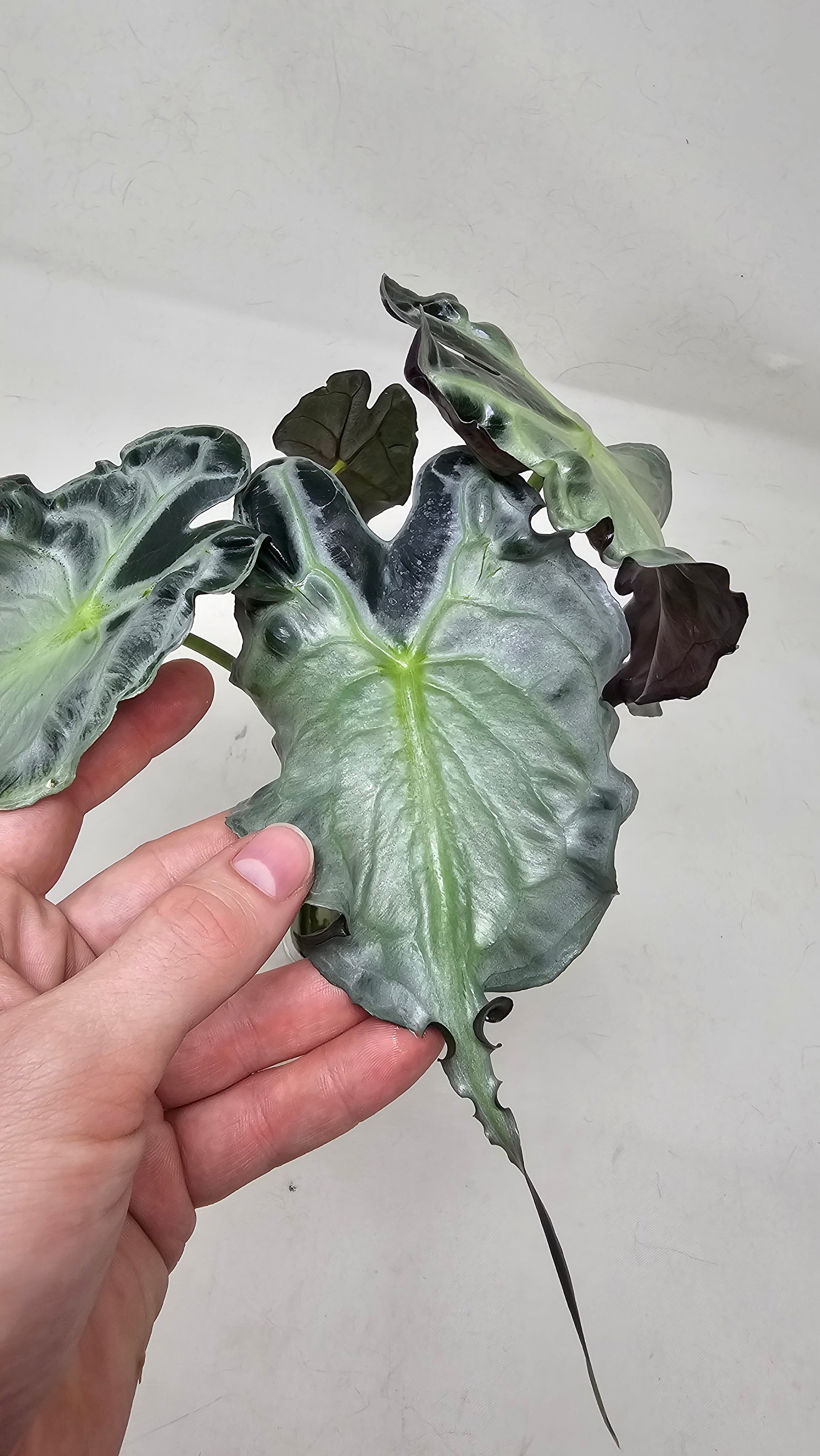 Alocasia Venom
