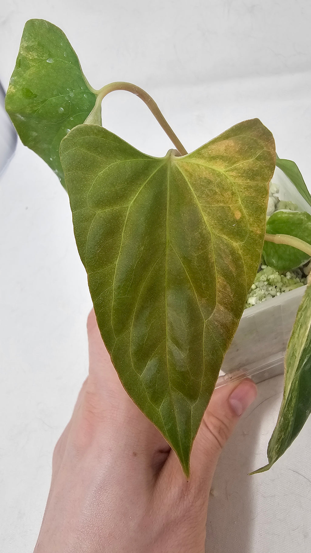 Anthurium Papillilaminum x (sp. Nov DF x RL)