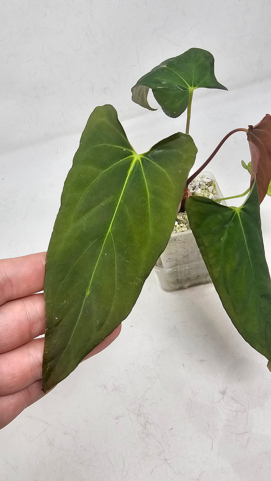 Anthurium RL S1 x Blackwidow 13 x 43