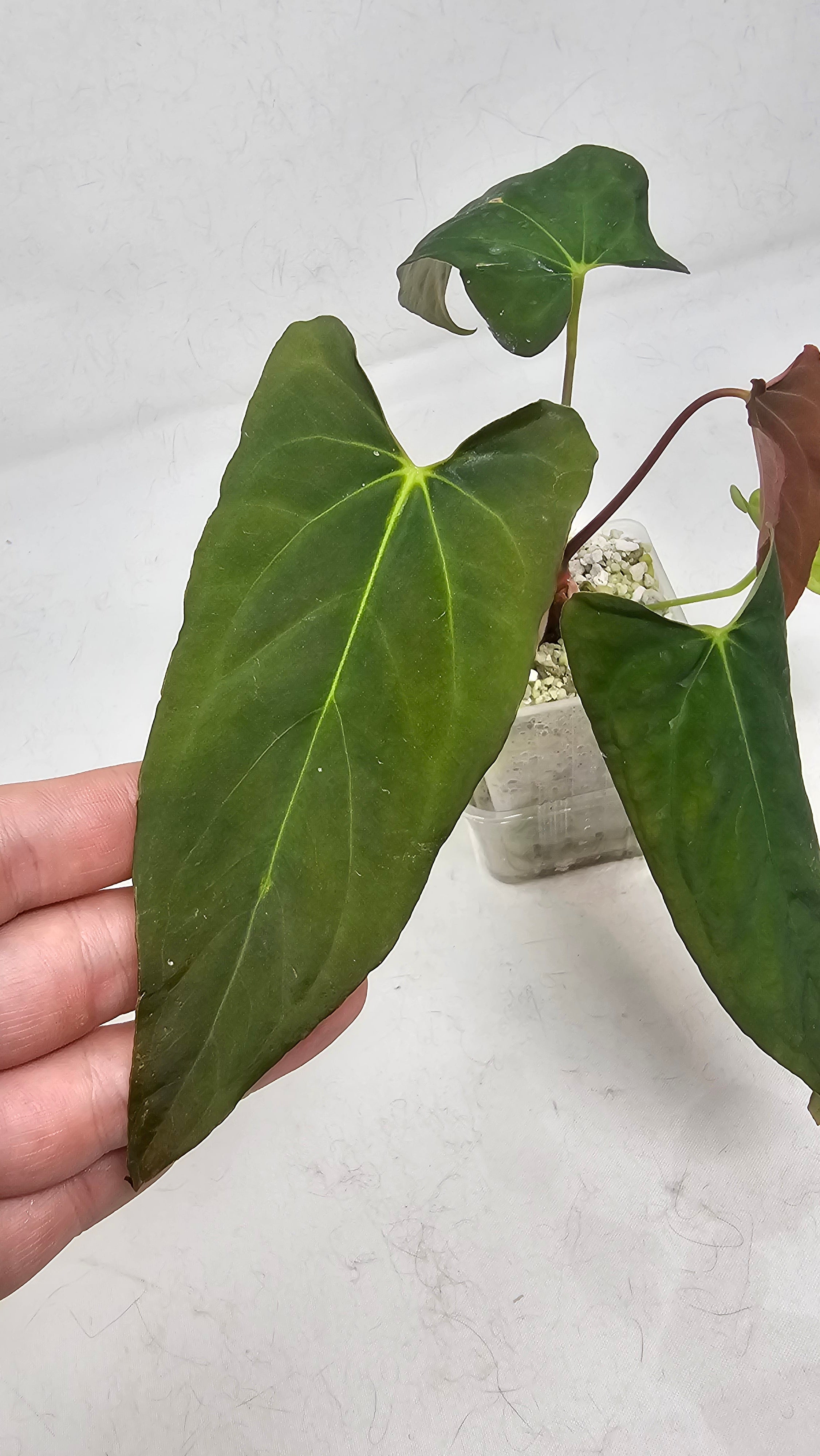 Anthurium RL S1 x Blackwidow 13 x 43