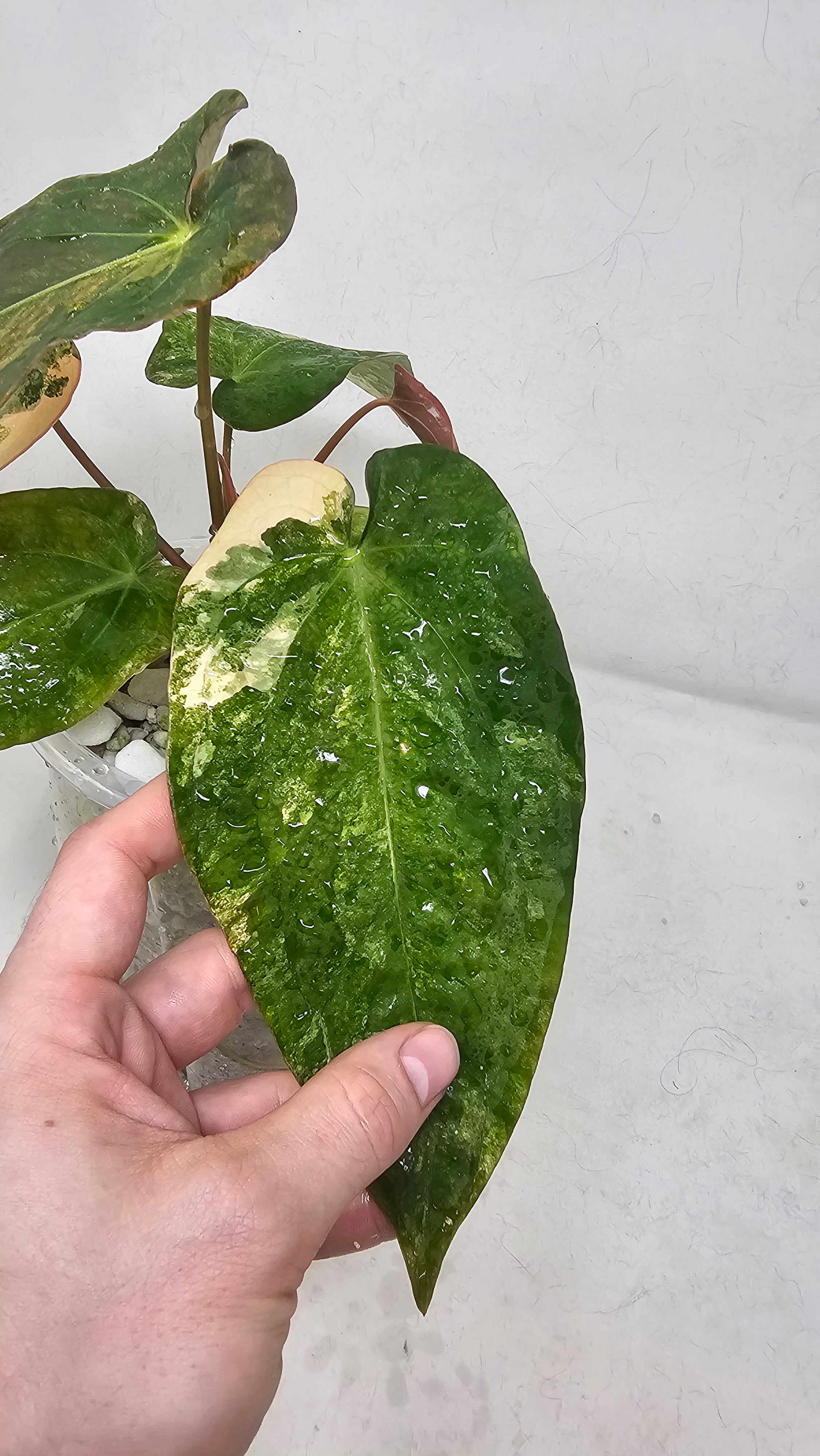 Anthurium Forgetti x BVEP (Scott)