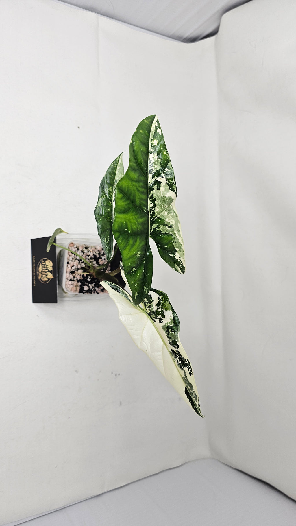 Alocasia Simpo Albo