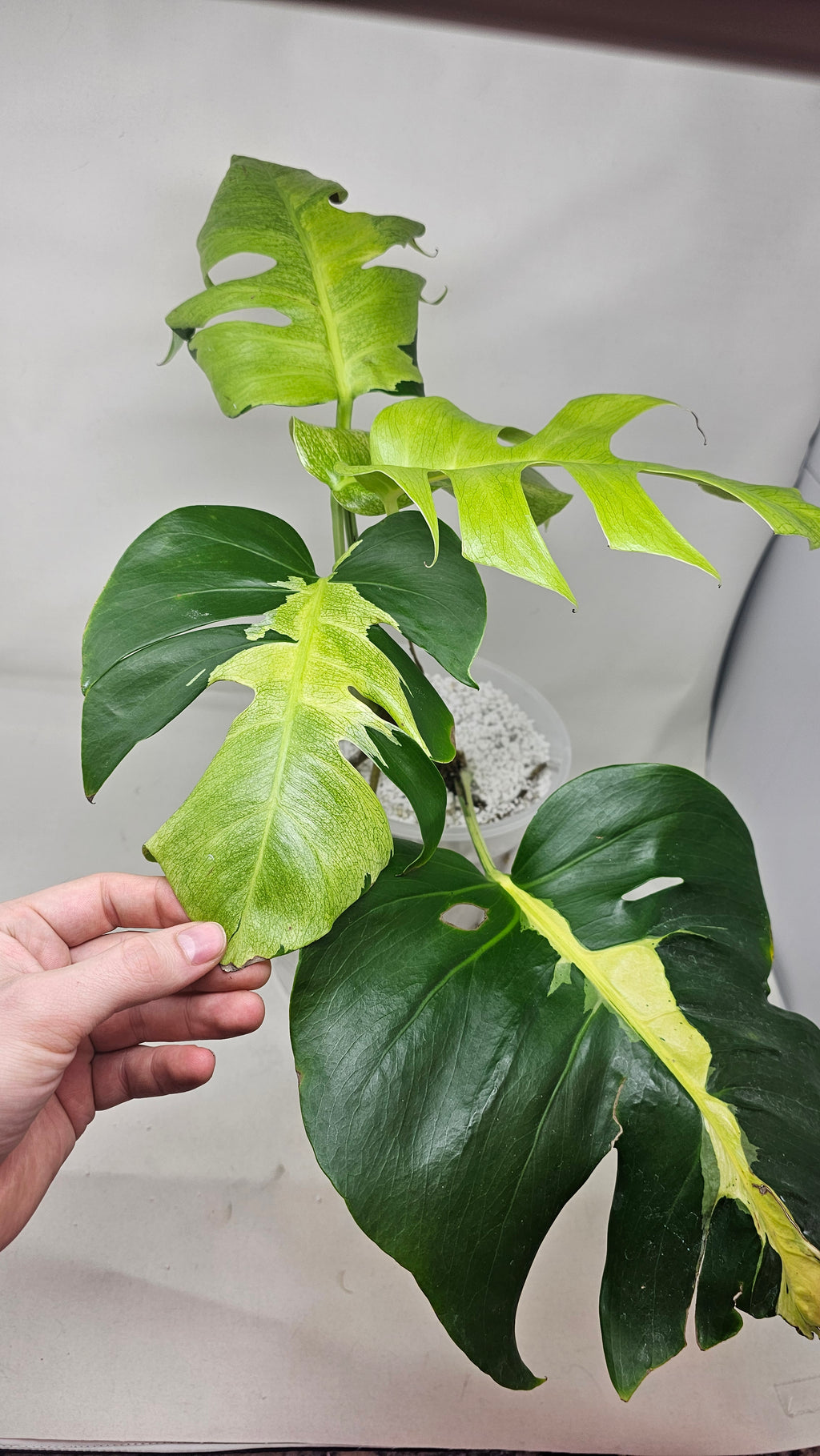 Monstera White Lava