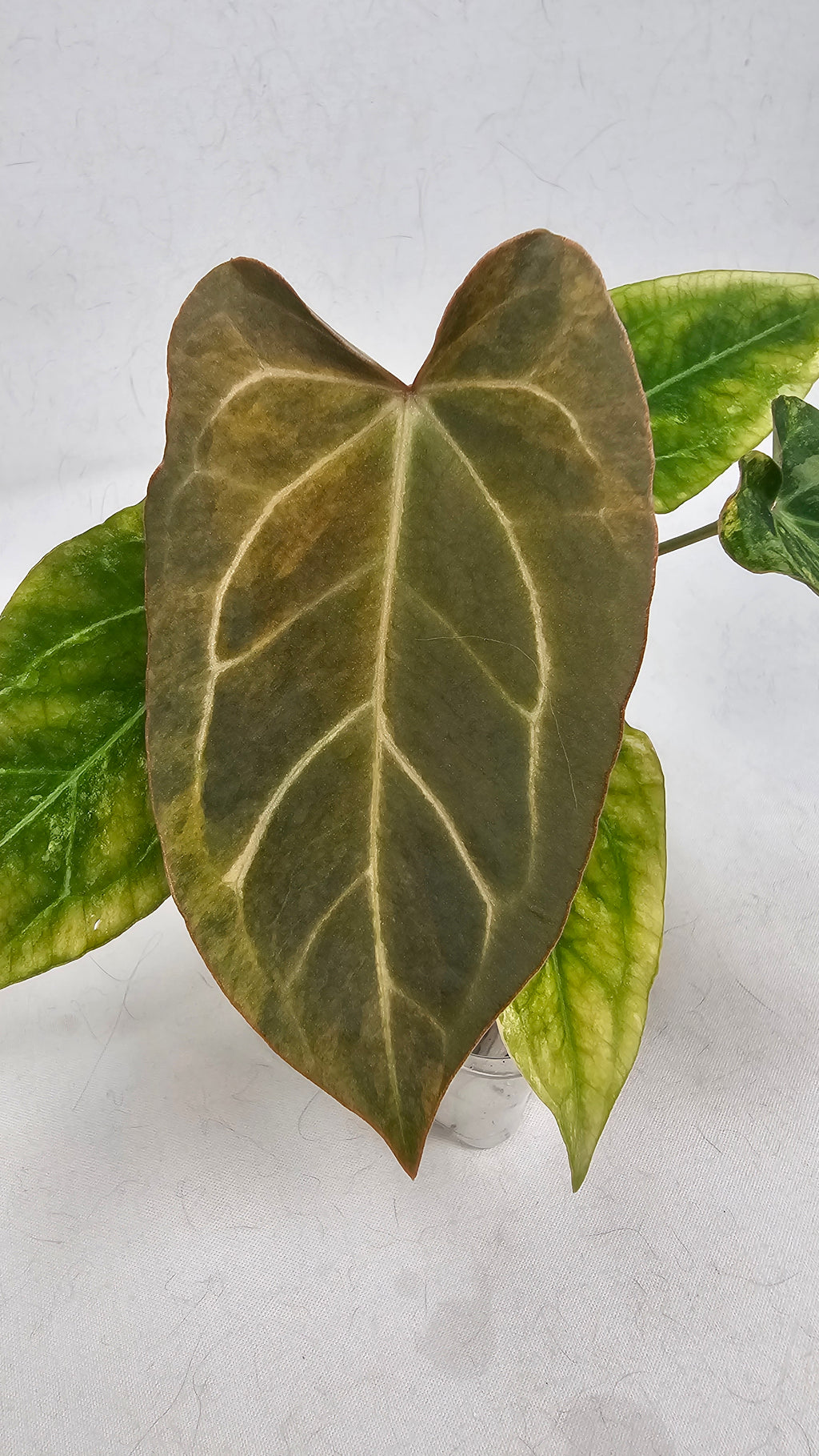Anthurium Forgetti x Blackwidow 13 x 43