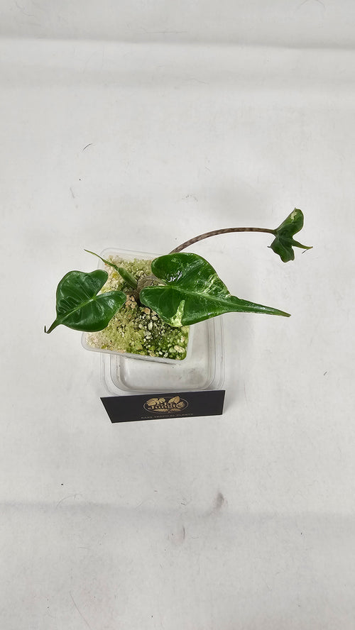 Alocasia Stingray Albo