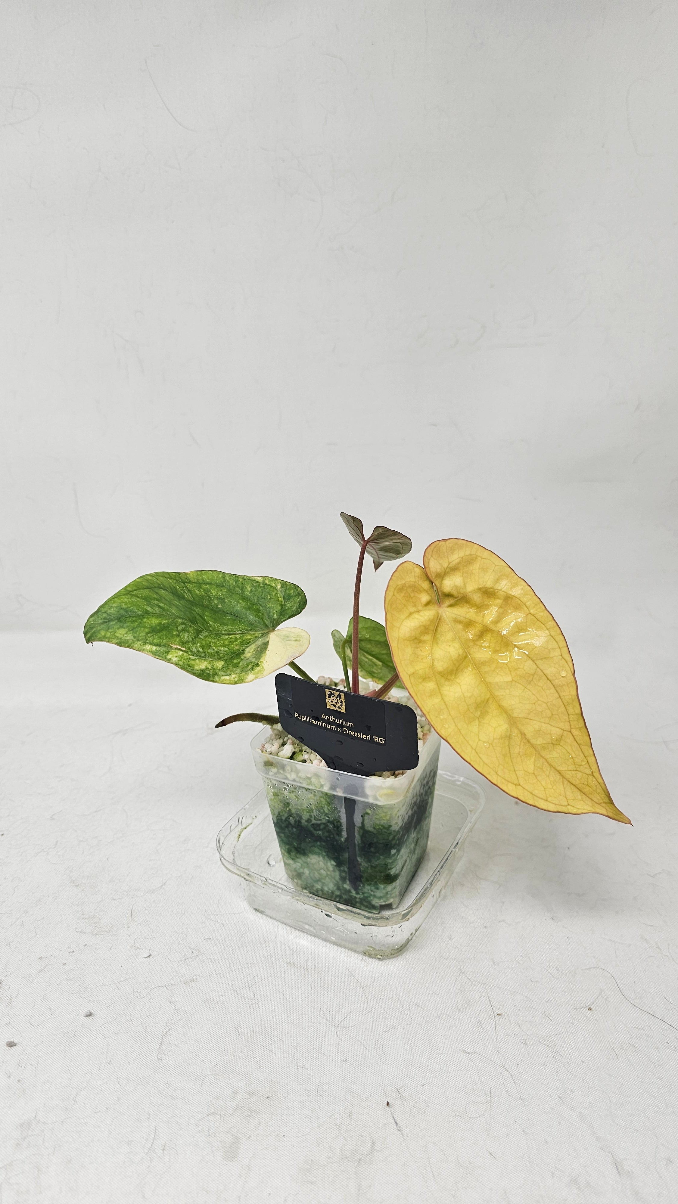 Anthurium Papillilaminum x Dressleri
