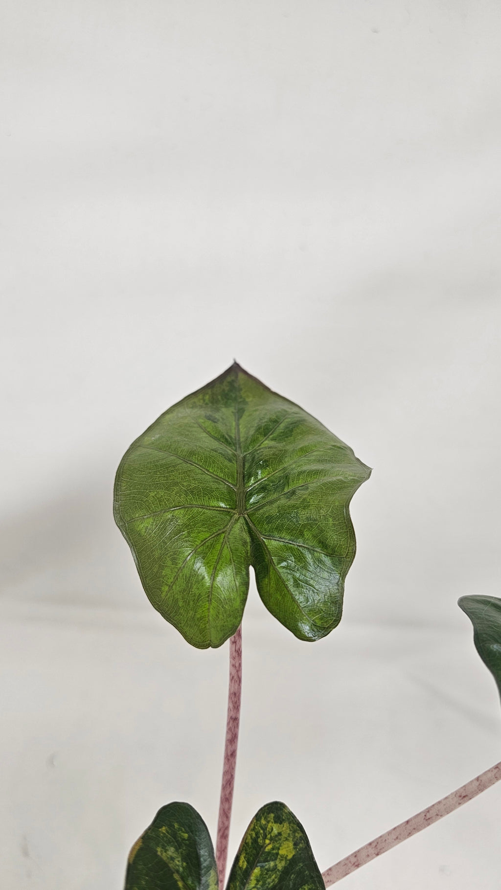 Alocasia Yucatan Princess Aurea