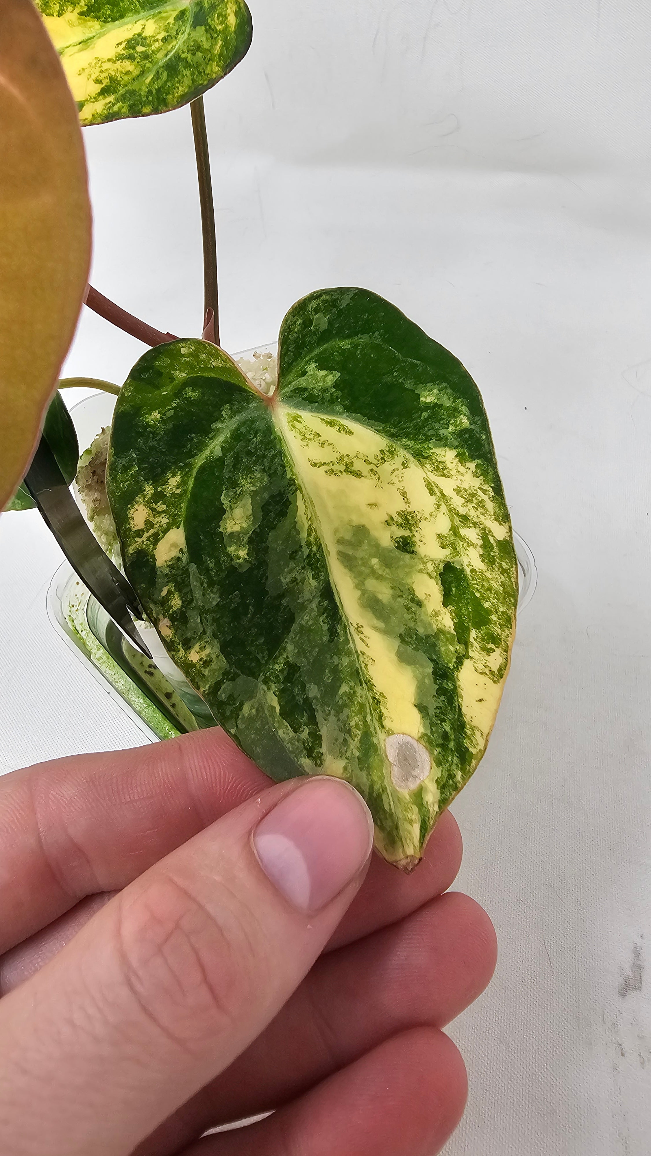 Anthurium Papillilaminum X Carlablackiae