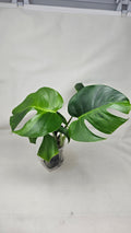 Monstera Lime Lite