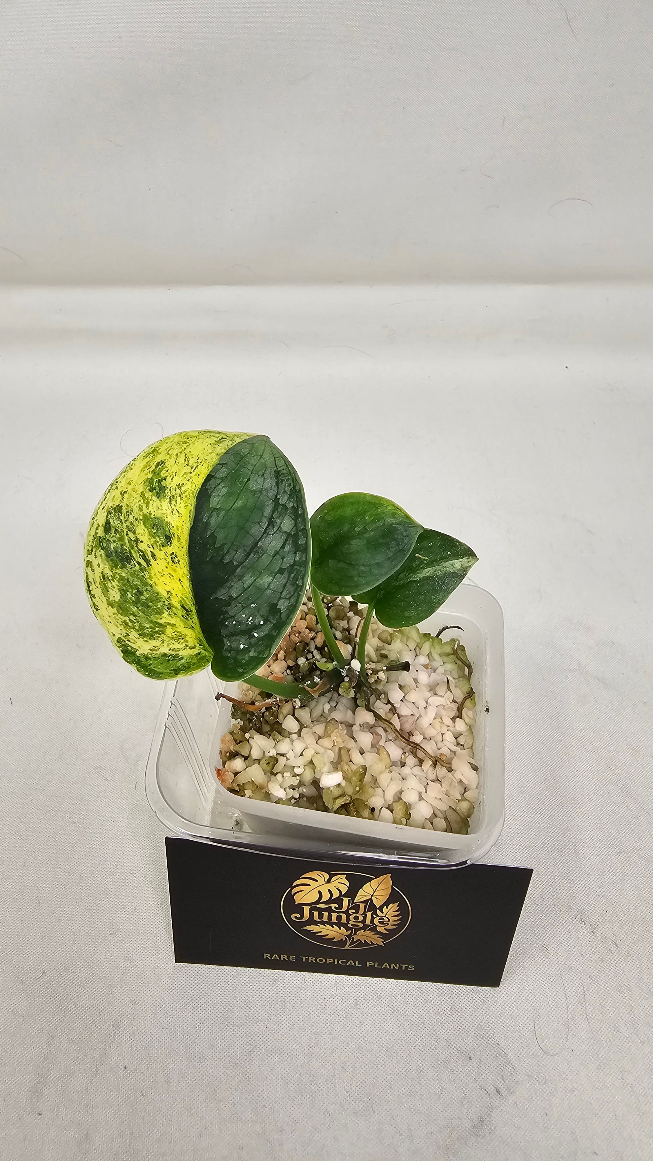 Scindapsus Halimoon