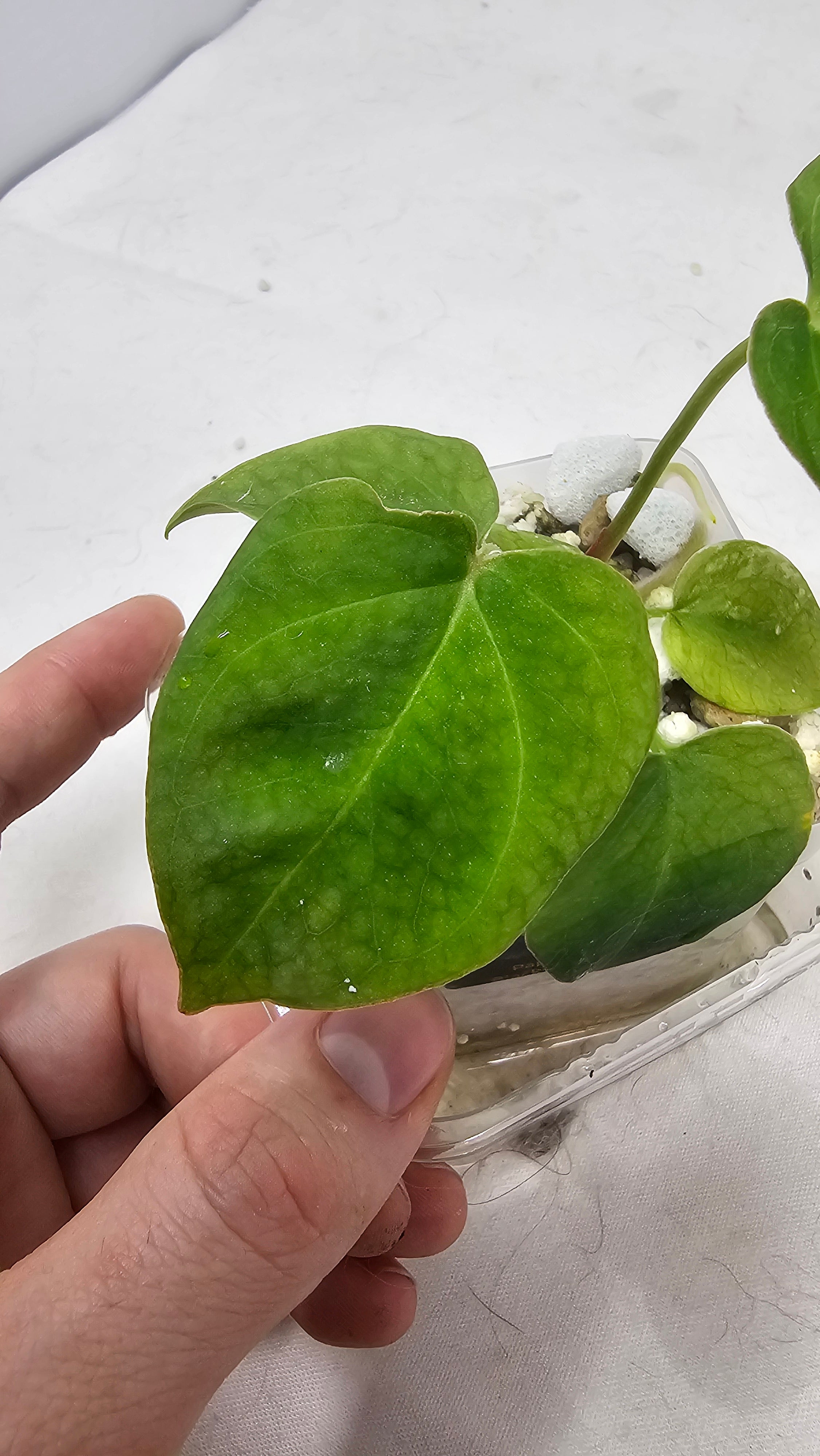 Anthurium Forgetti x Blackwidow Variegated (Low Var)