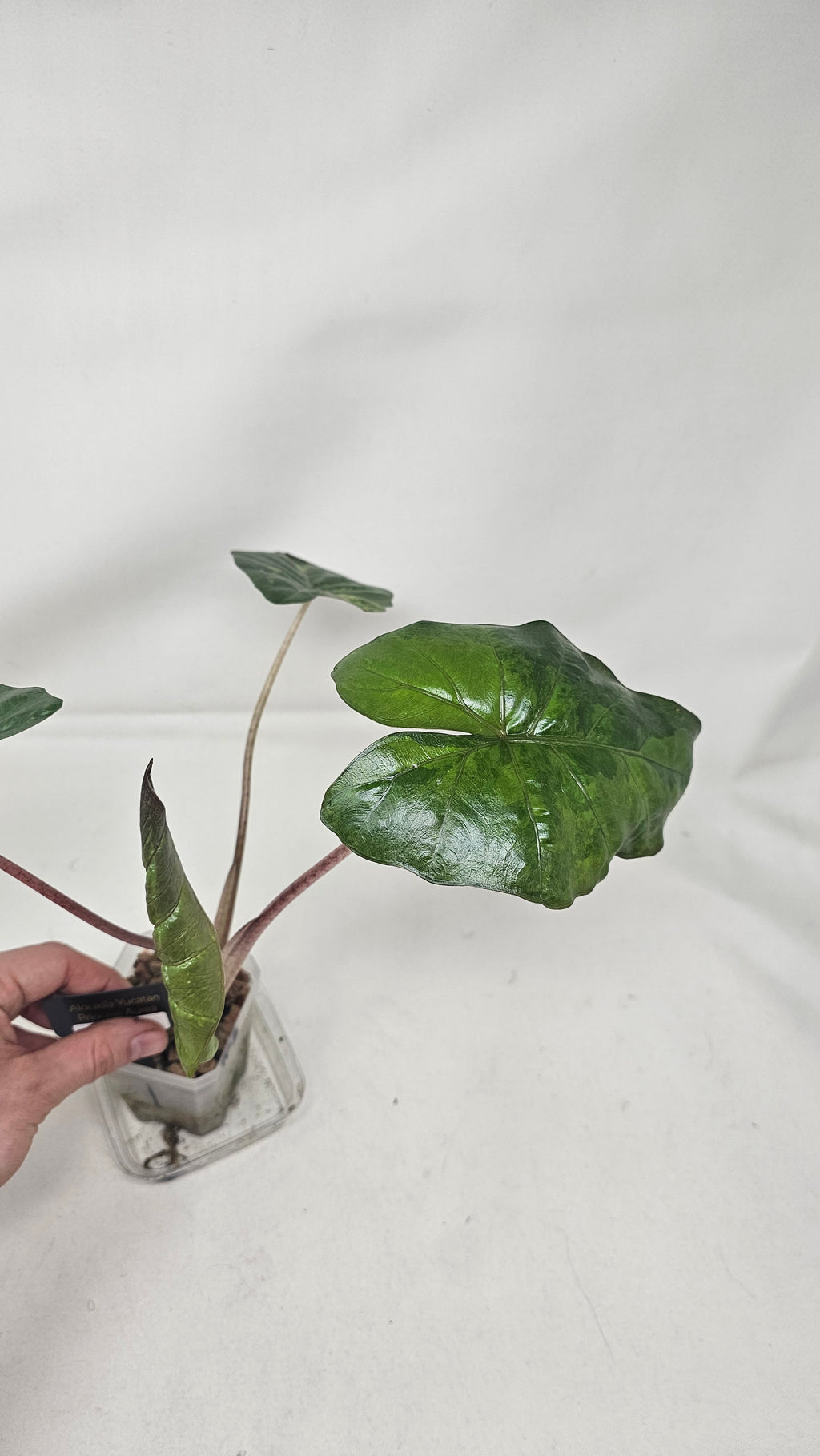 Alocasia Yucatan Princess Aurea