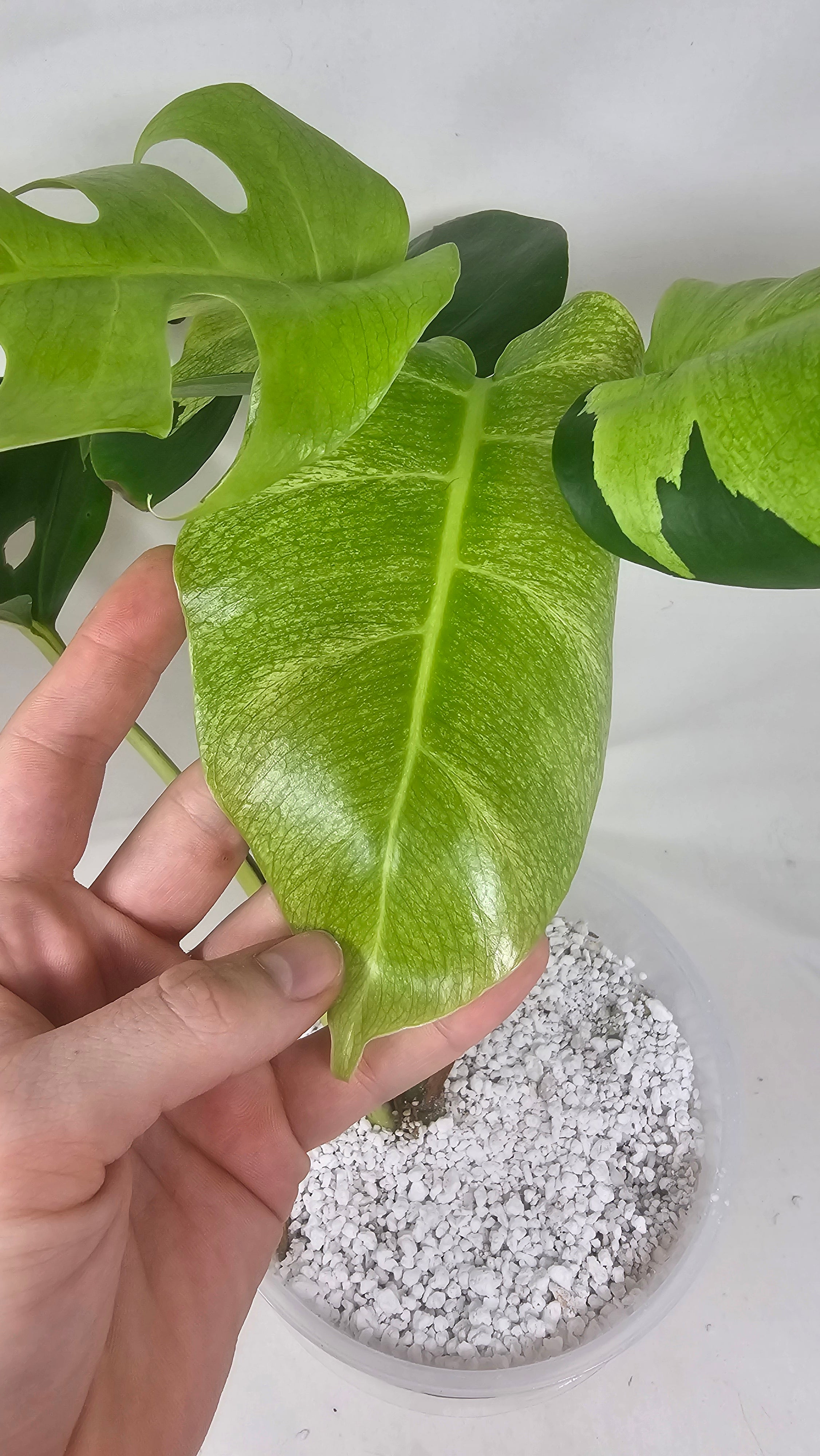 Monstera White Lava
