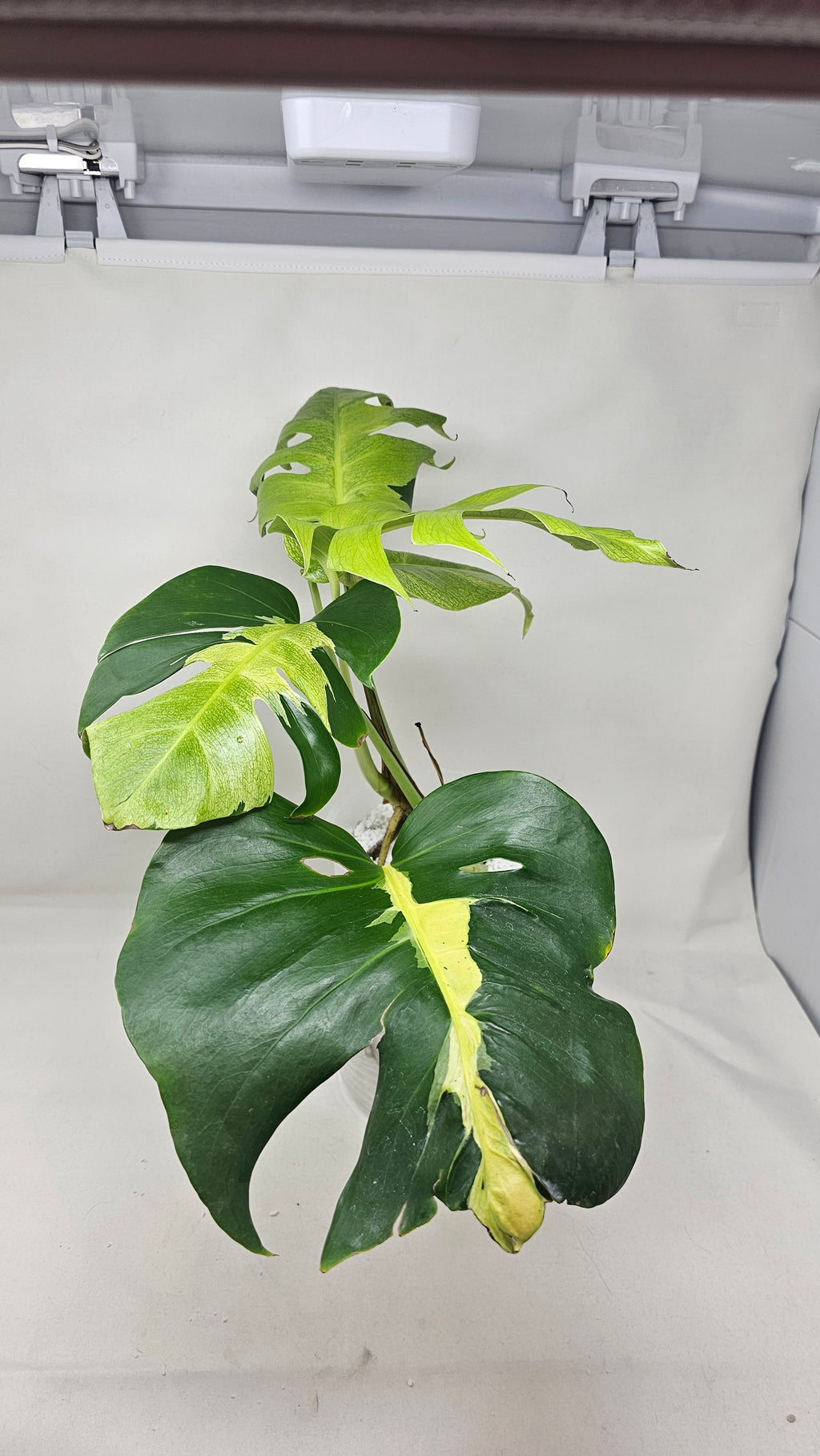 Monstera White Lava