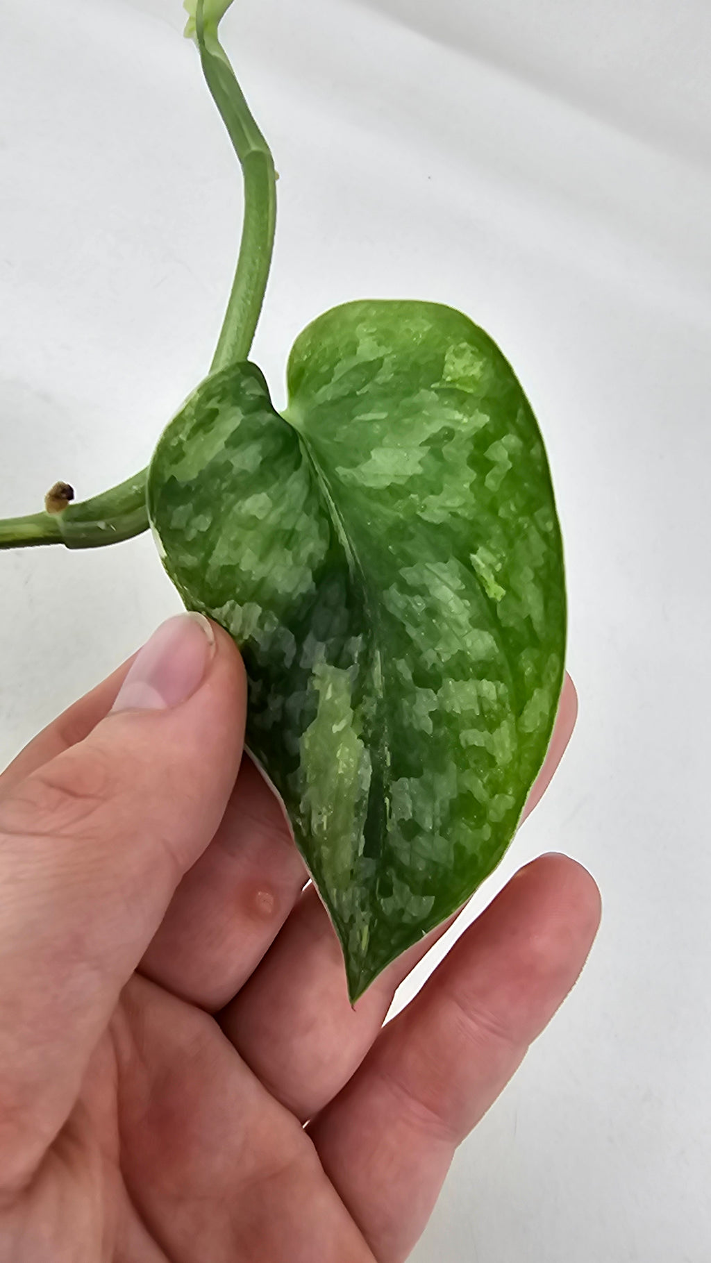 Scindapsus Halimoon