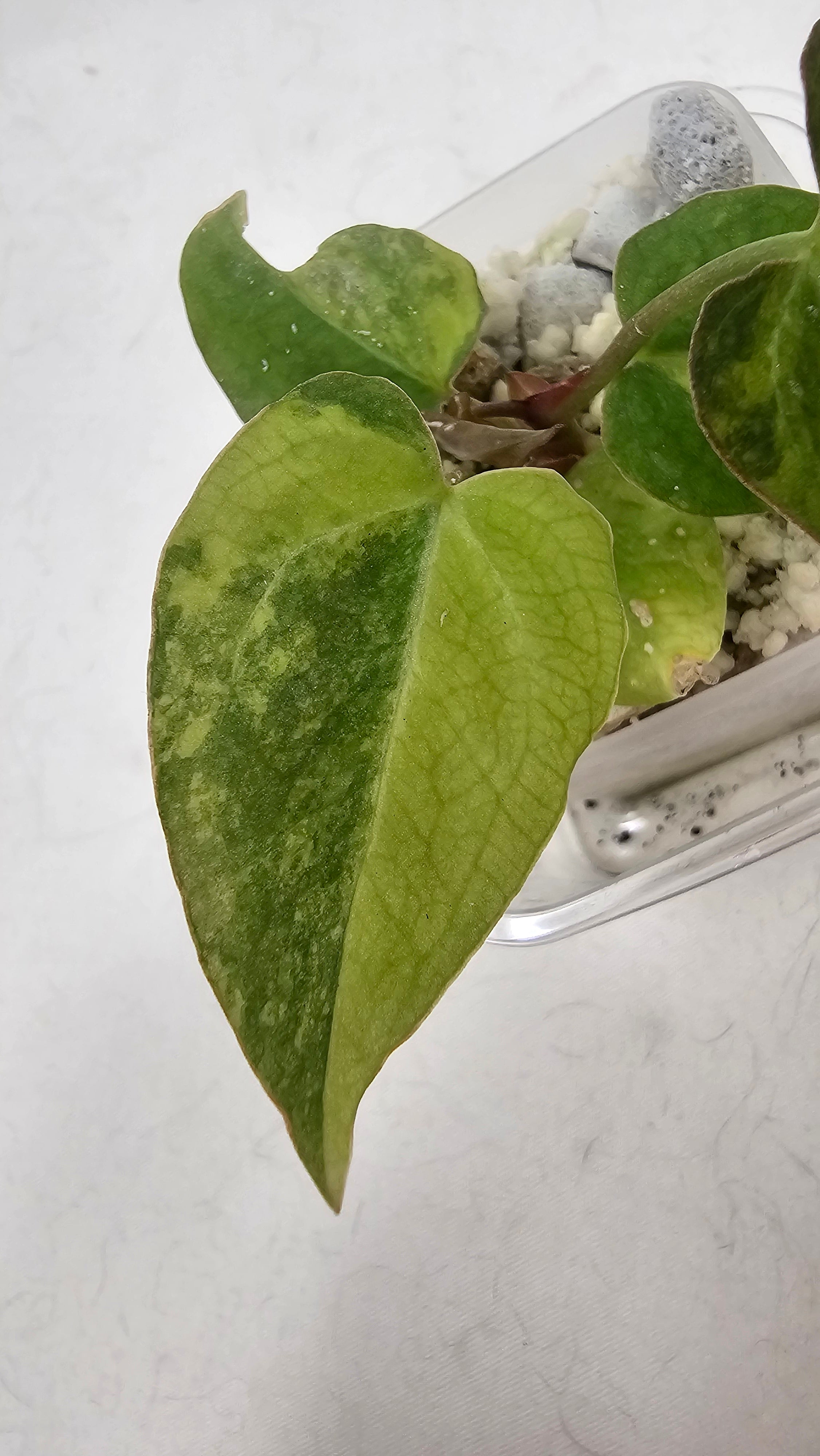Anthurium Crystallinium x AOS Tezula