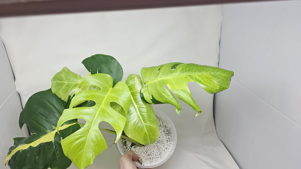 Monstera White Lava
