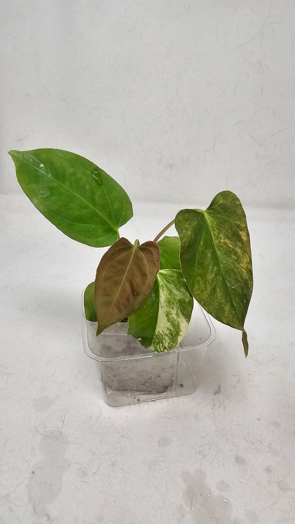 Anthurium Papillilaminum x (sp nov df x RL)
