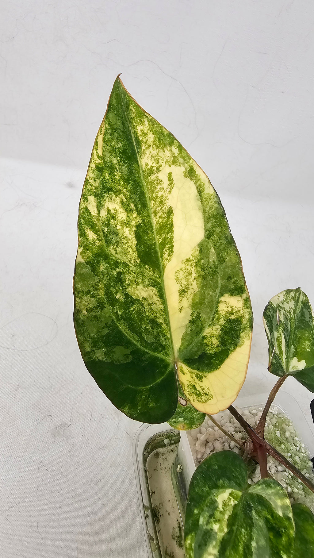 Anthurium Papillilaminum X Carlablackiae