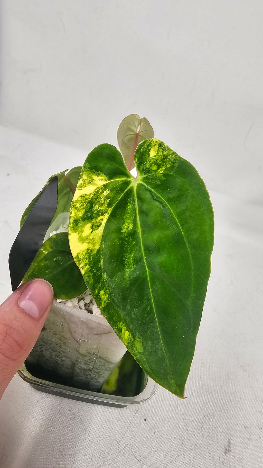 Anthurium Papillilaminum x Papillilaminum