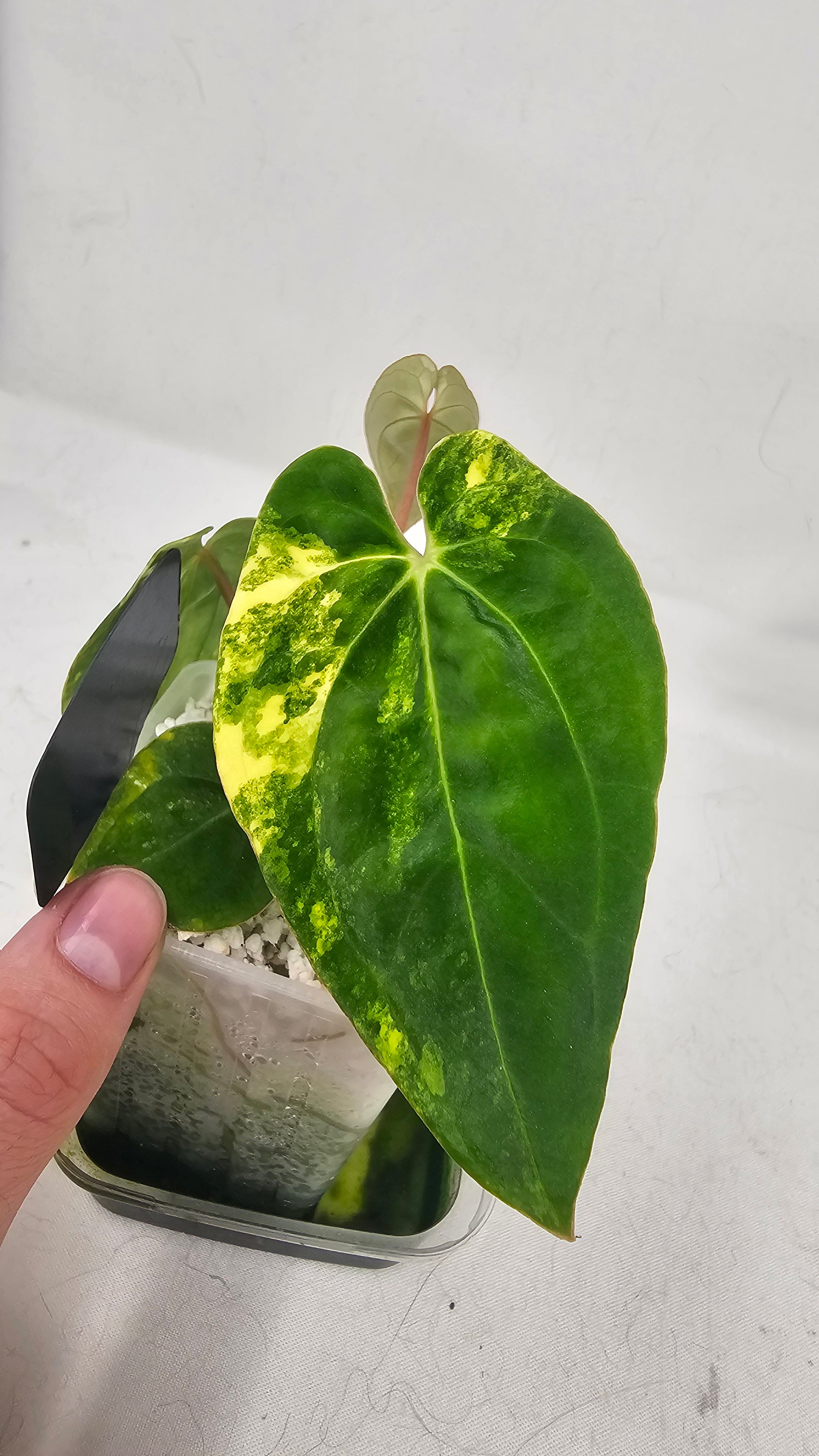 Anthurium Papillilaminum x Papillilaminum