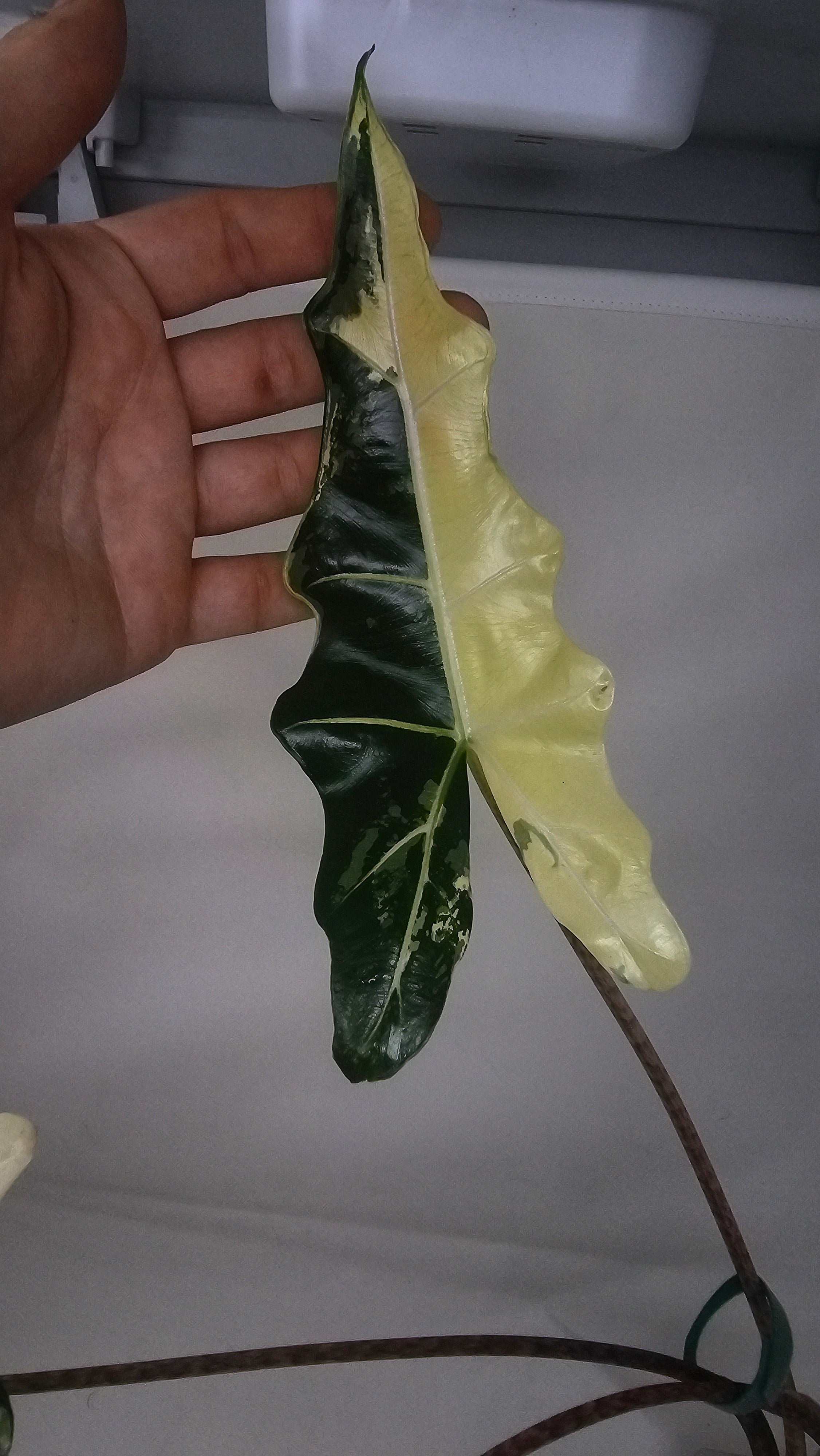 Alocasia Simpo Albo