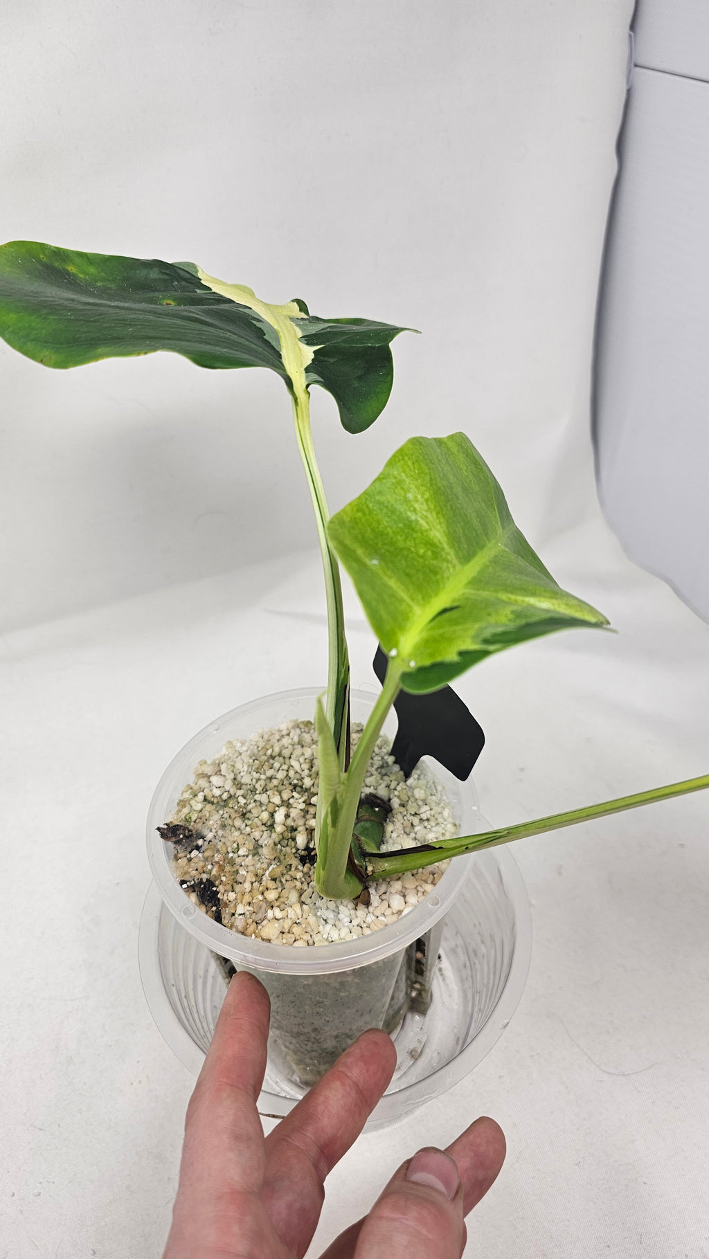 Monstera White Lava
