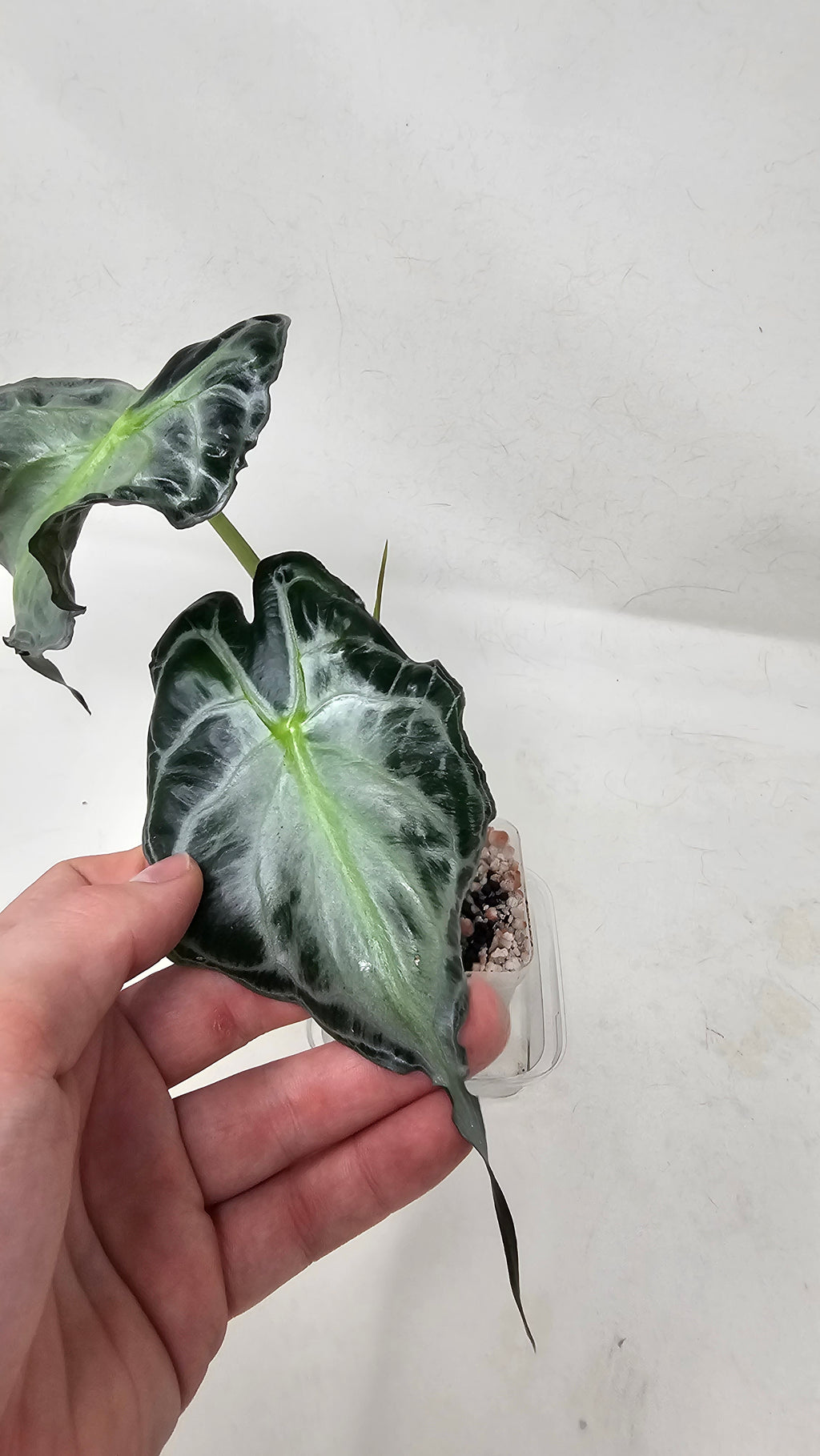 Alocasia Venom
