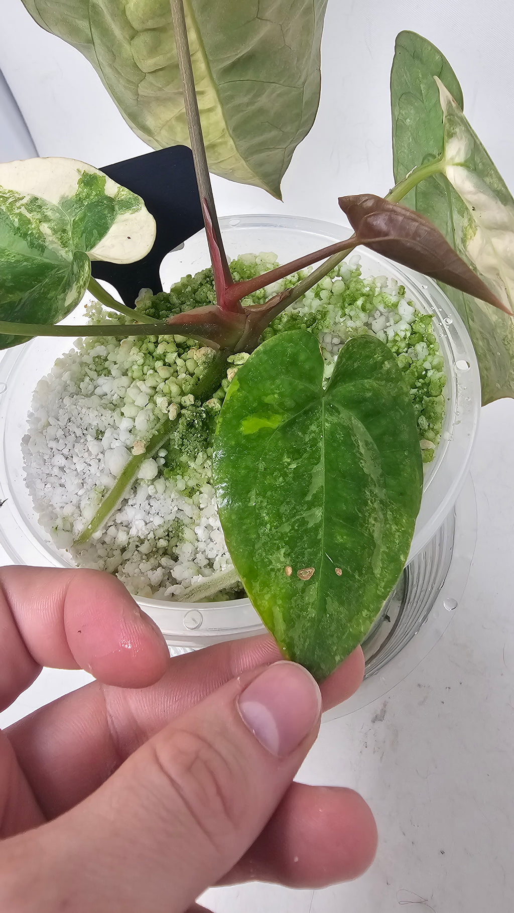 Anthurium Papillilaminum x RVDP