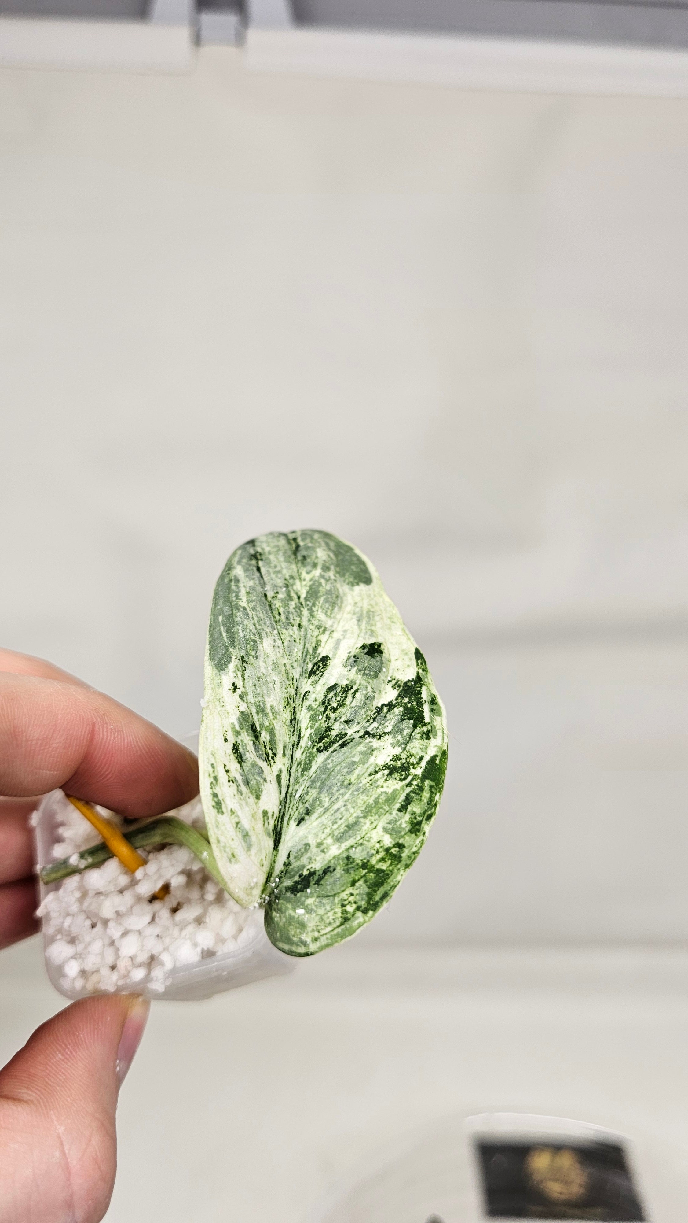 Scindapsus White Diamond