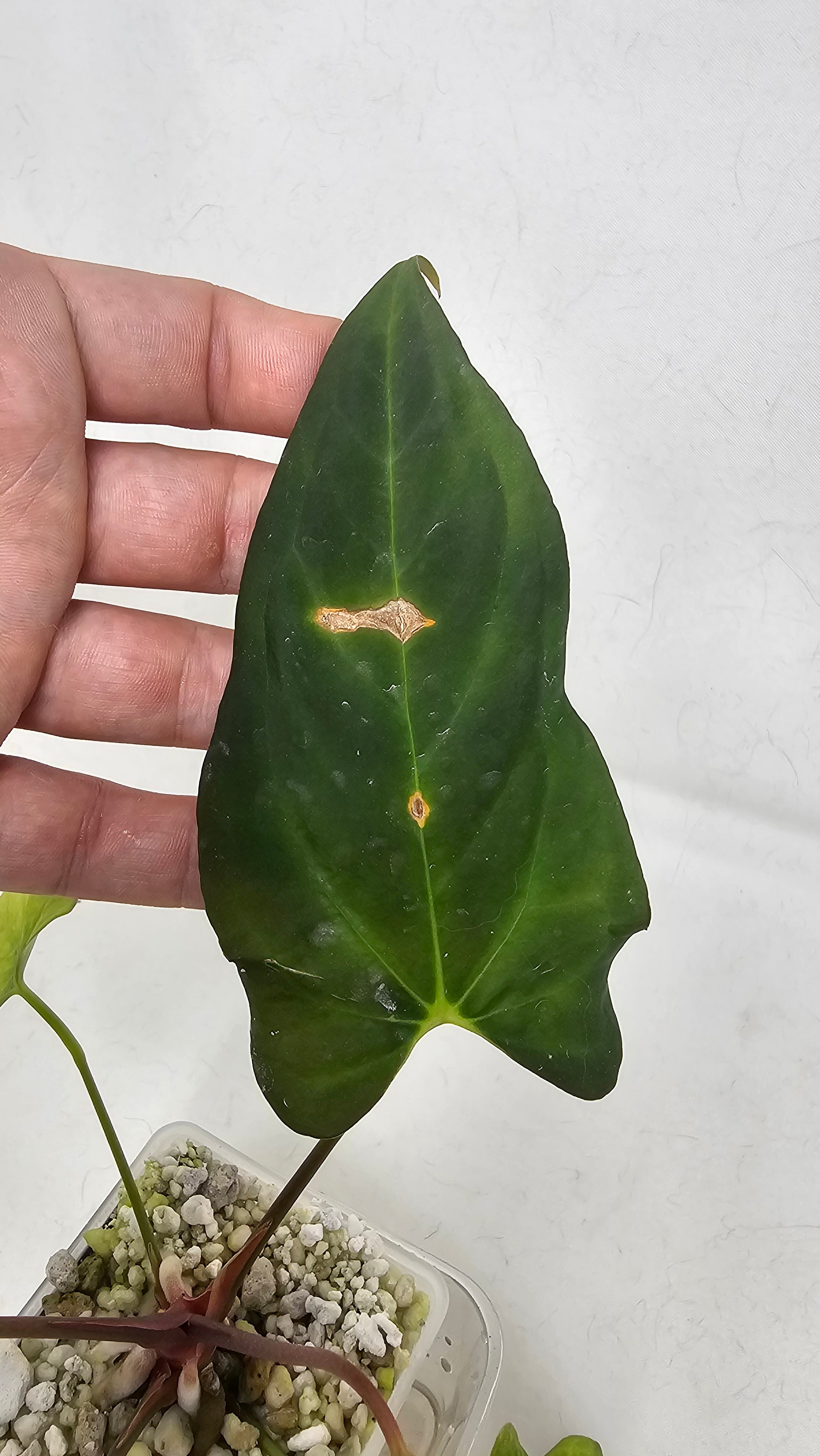 Anthurium RL S1 x Blackwidow 13 x 43